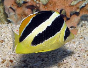 Indian Butterflyfish