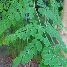 moringa green leaves
