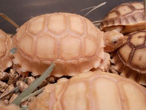 Tortoises farming services