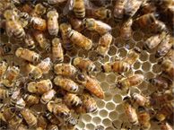 Apis Mellifera Bees Honey Bees