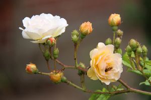 Budding Rose Plants