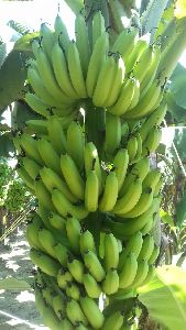 Raw Green Banana