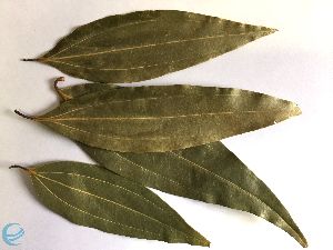 Fresh Bay leaf