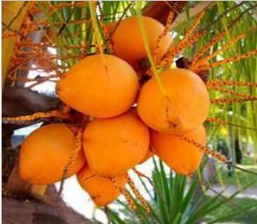 Orange Tender Coconuts