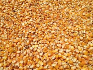 Animal Feed Yellow Corn Maize