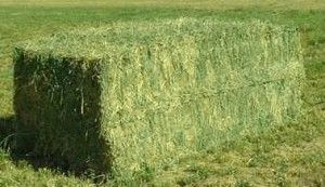 Alfalfa hay-Big Bale/Krone Bale