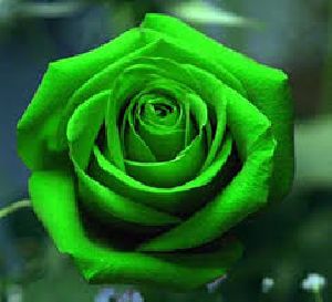 Green Rose Plant