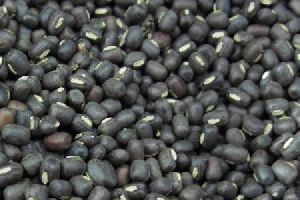 Black Mapte PULSES