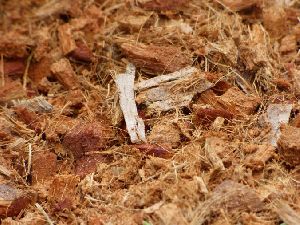 Coir Mulch