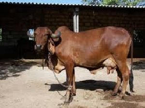 Gir Cow