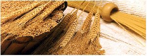 Indian Feed Wheat
