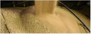 Soybean Extraction Meal