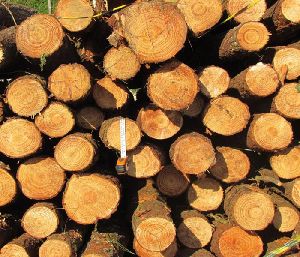 Pin Wood Log