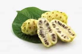 FRESH ORGANIC NONI FRUITS FROM CORAL ISLANDS