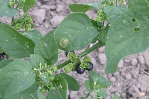 Solanum nigrum