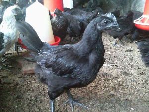 DAULAT ORGANIC FARMS AND EXPORTS - Kadaknath chicken (Cross) Manufacturer