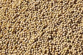 Fresh Soybean Grains