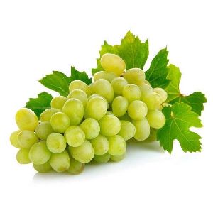 Fresh Grapes (SONAKA, SHARAD, THOMPSON)