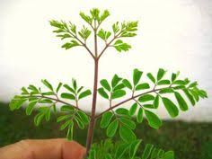 Stevia Baby Leaves