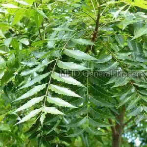 Neem Leaves