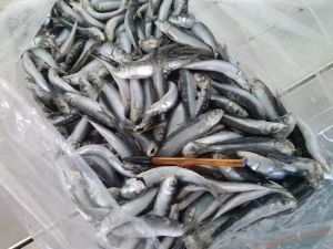 SARDINE FROM CROATIA SARDINE FROM CROATIA