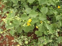 ABUTILON_INDICUM