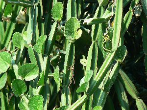 cacsia auriculata senna auriculata