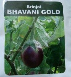 Bhavani Brinjal Seeds