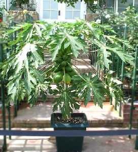 Taiwan Papaya Plant