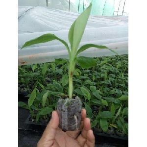Banana Tissue Plant