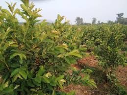 Guava Evergreen Grafted Plant