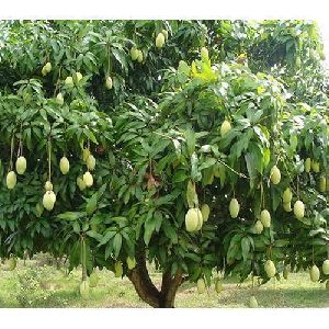 Kesar Mango Grafted Plant