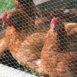 Poultry Net