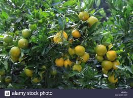 tangerine nursery plants
