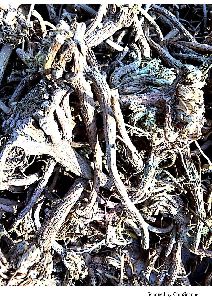 Anacyclus Pyrethrum Roots