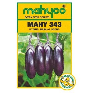 MAHY 343 Hybrid Brinjal Seeds