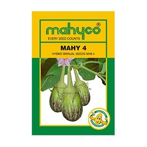 MAHY 4(MHB 4) Hybrid Brinjal Seeds