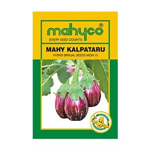 MAHY Kalpataru (MEBH 10) Hybrid Brinjal Seeds