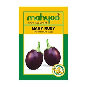 MAHY Ruby Hybrid Brinjal Seeds
