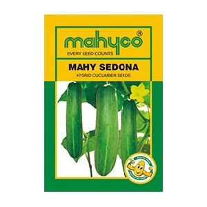 MAHY Sedona Hybrid Cucumber Seeds