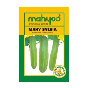 MAHY Sylvia Hybrid Cucumber Seeds