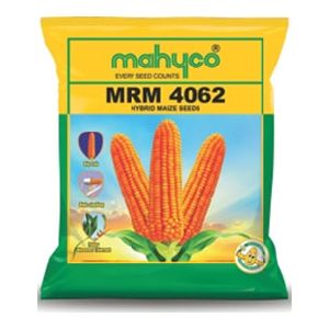 Maize MRM 4062 Hybrid Maize Seeds