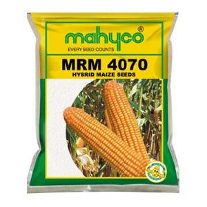 Maize MRM 4070 Hybrid Maize Seeds