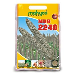 MRB-2240 Hybrid Bajra Seeds