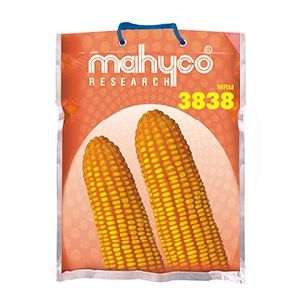 MRM-3838 Hybrid Maize Seeds