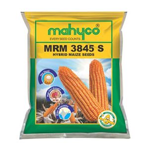 MRM 3845 S Hybrid Maize Seeds