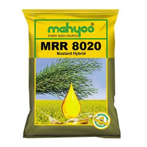 MRR 8020 Hybrid Mustard Seeds