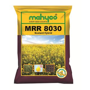 MRR 8030 Hybrid Mustard Seeds