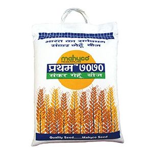 Pratham-7070 Hybrid Wheat Seeds