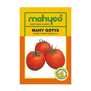 S 41 (Gotya) Hybrid Tomato Seeds